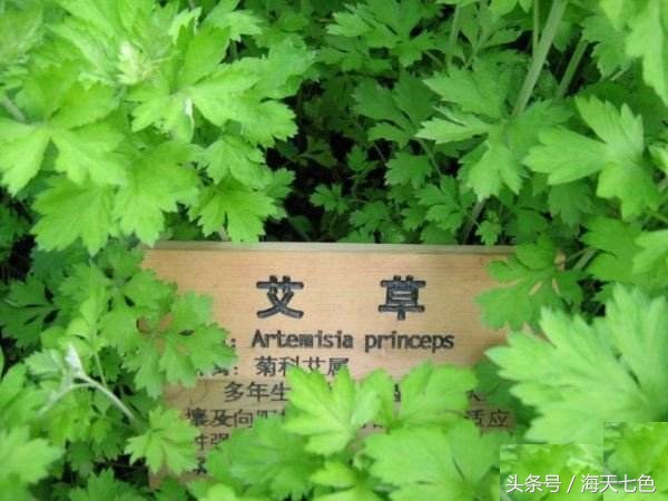 艾草怎么使用对女人有帮助,艾草对女人有什么帮助