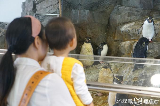 带娃去日本一周自由行,带四岁孩子去日本穷游攻略