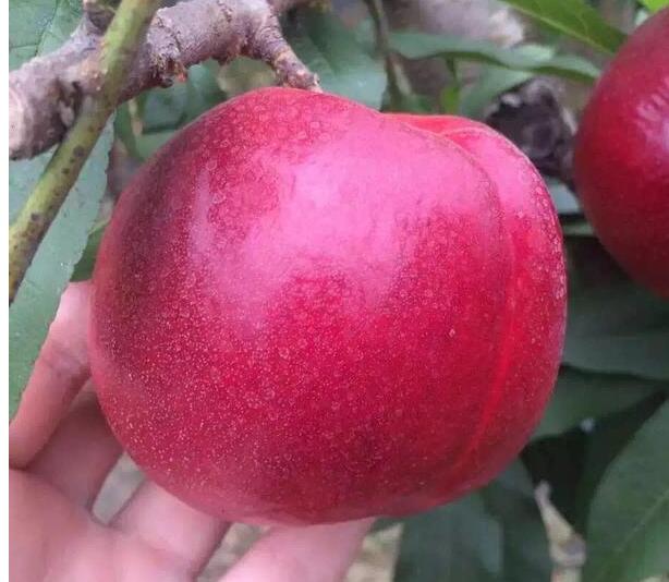 温室油桃,大棚油桃的简介