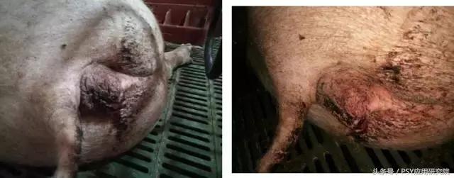 母猪子宫内膜炎的治疗最佳方案,母猪子宫内膜炎打什么针有效