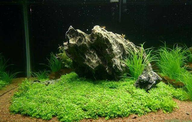 纯净水养草缸,怎么让生态缸的水更清