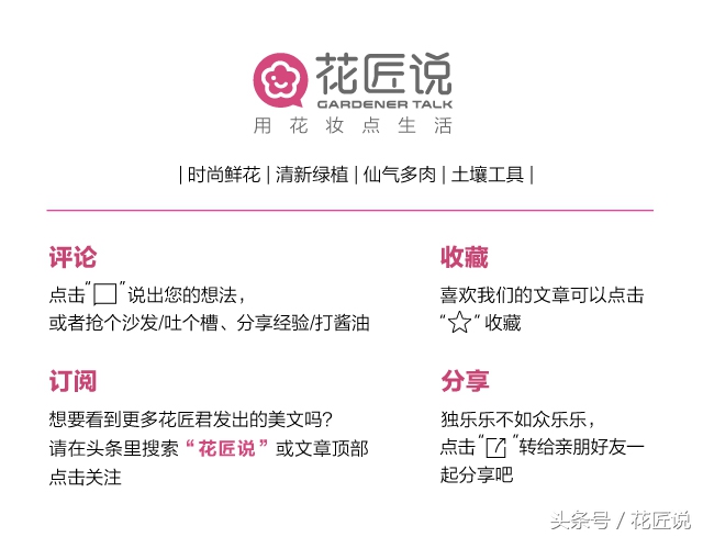 哪种玉簪花好养,玉簪花如何分芽