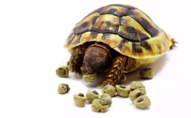 希腊陆龟和赫曼陆龟,赫曼陆龟长得快吗