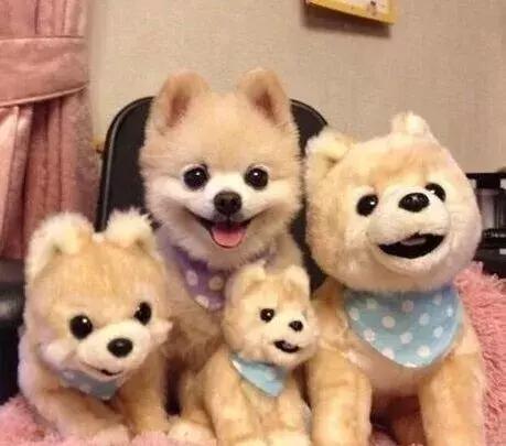 怎么哄三个月的俊介犬快速睡觉,俊介犬的智商相当于人的几岁