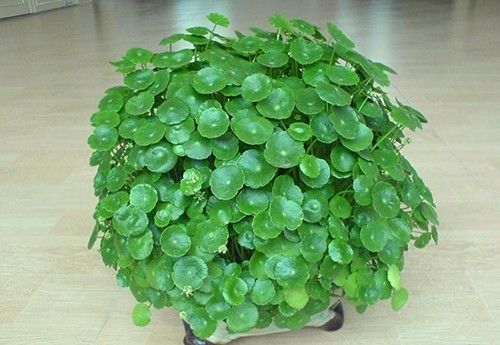 最旺财的三种花草,旺财助运的花