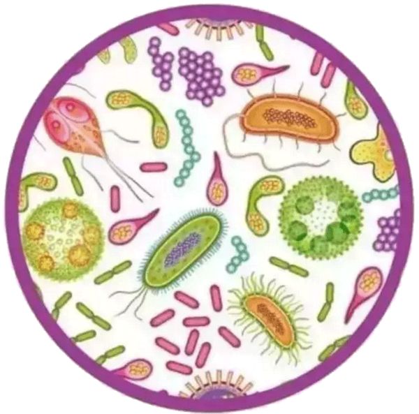 孕期吃益生菌能预防过敏吗,益生菌和抗过敏益生菌的区别