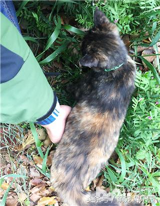 治猫腹水最快的偏方,猫炎症性腹水怎么治疗