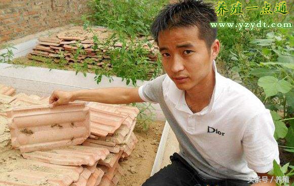 仿野生蝎子养殖基地,室外蝎子养殖入门