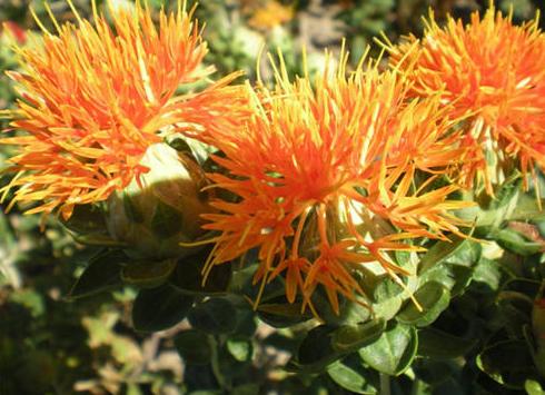 脸部冻伤用什么冻疮膏管用,冻伤可以用冻疮药膏吗