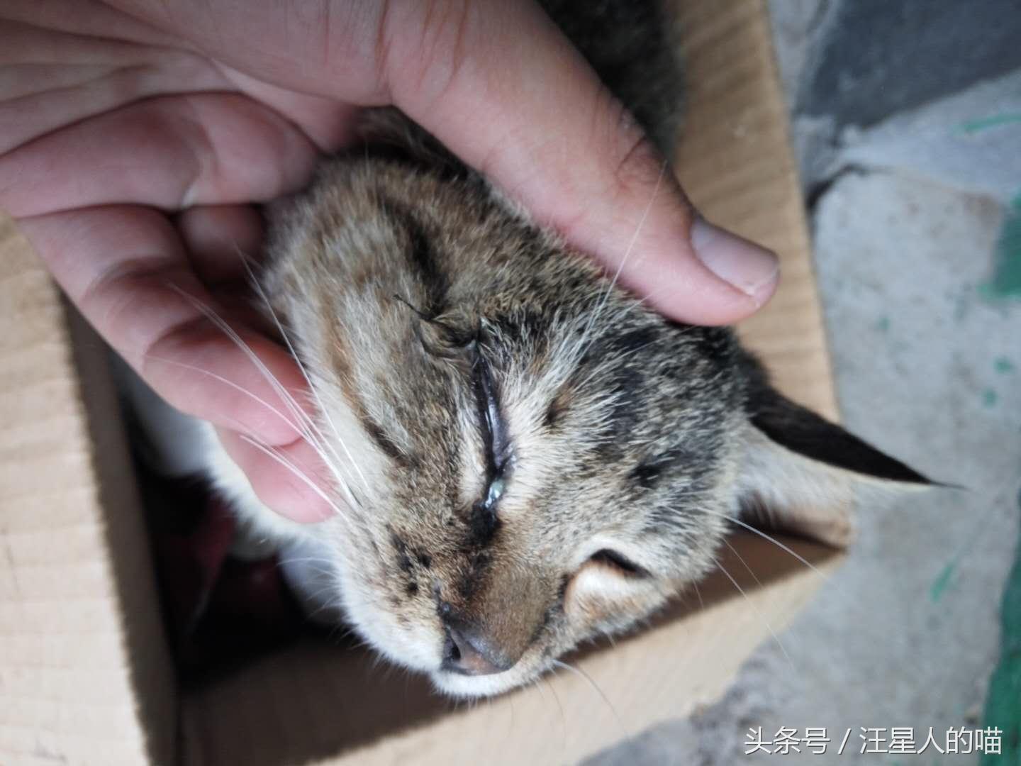 半个月的猫咪眼睛流脓怎么办,猫咪一只眼睛流脓拉稀