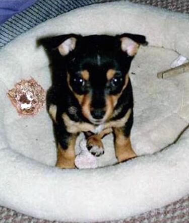 狗狗不断舔舐主人,狗狗忽然不停的舔地板