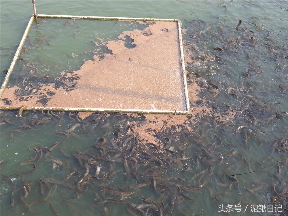 泥鳅养殖哪里好养,泥鳅养殖的十大陷阱