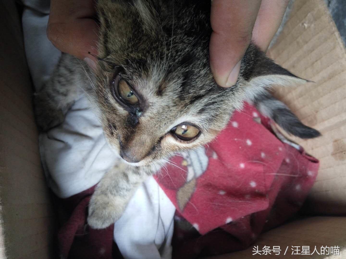 半个月的猫咪眼睛流脓怎么办,猫咪一只眼睛流脓拉稀