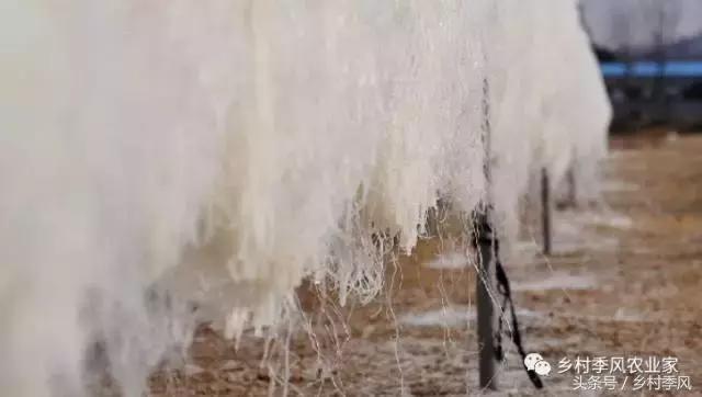 山东招远龙口粉丝的生产过程,山东龙口粉丝生产基地