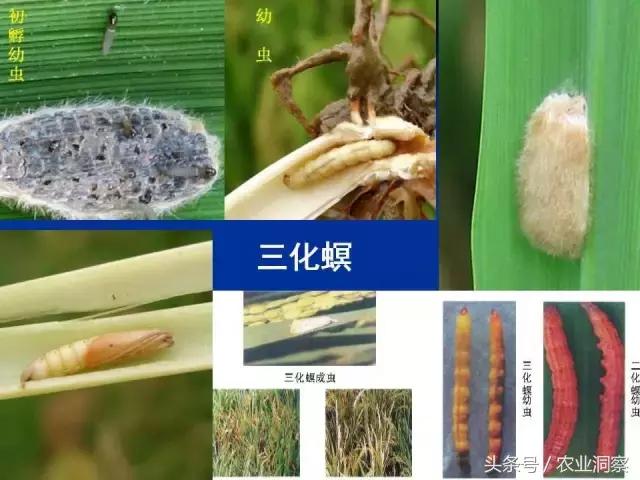 大田害虫防治方法有哪些,地下害虫图谱大全及防治