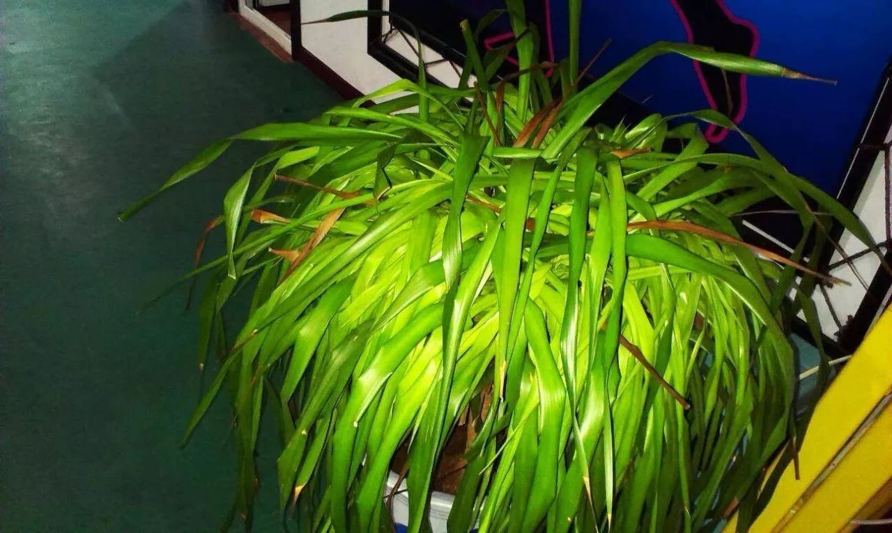 龙须兰好养吗,叶子很长的兰花为什么不受欢迎