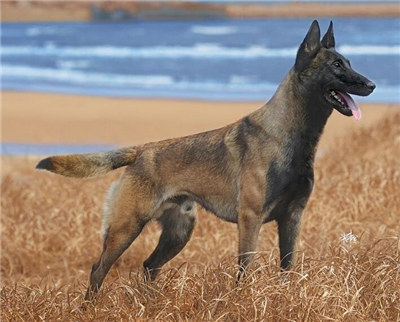 马犬什么时候发情?母马犬发情期的管理方法介绍!