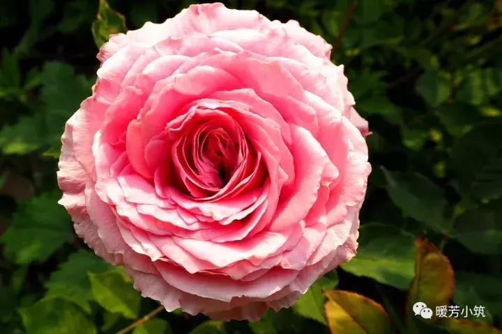 什么？你说欧月中还有日本月季？