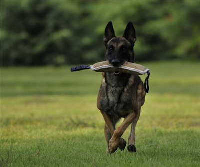 马犬什么时候发情?母马犬发情期的管理方法介绍!