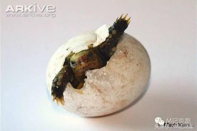 缅甸陆龟繁殖要什么环境,缅甸陆龟适合什么环境