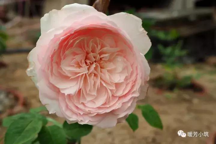 什么？你说欧月中还有日本月季？