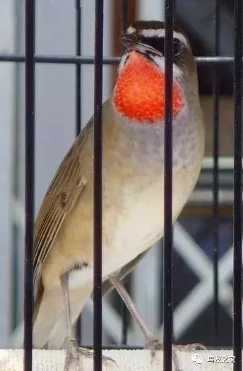 靛颏常见问题的处理办法和建议