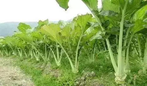 广东英德古镇排名,英德各镇实力排名