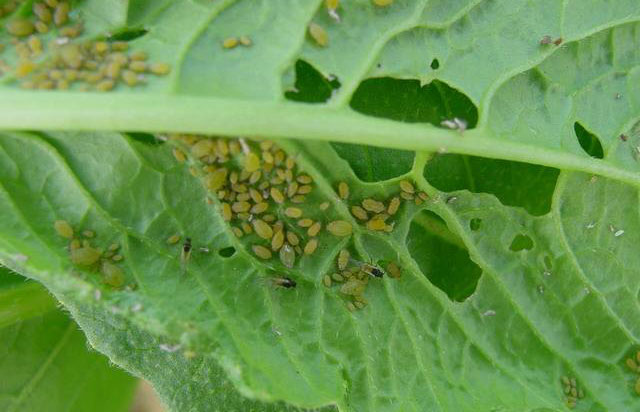 蔬菜上的蚜虫怎么防治,什么妙招能防治农作物蚜虫