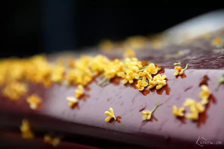 桂子飘零，天凉好个秋