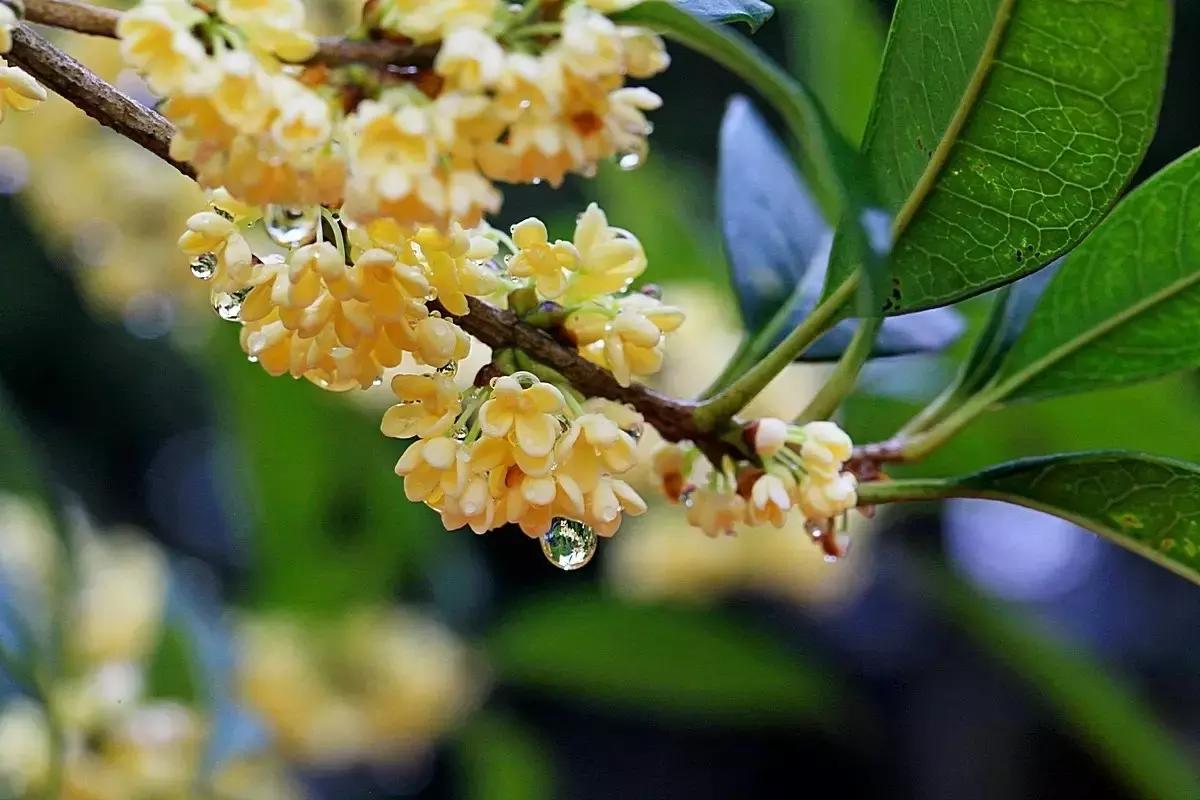 桂子飘零，天凉好个秋