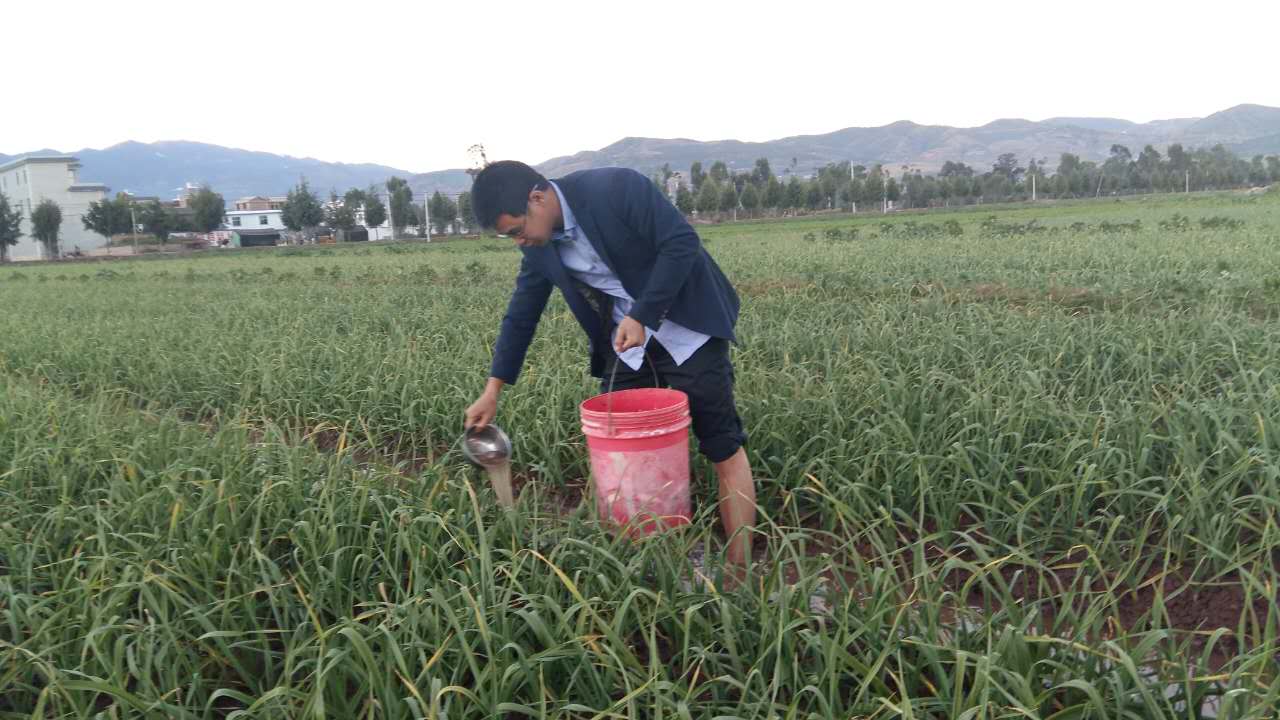 大蒜高产新品种亩产6000以上,大蒜高产新品种实测亩产6000以上