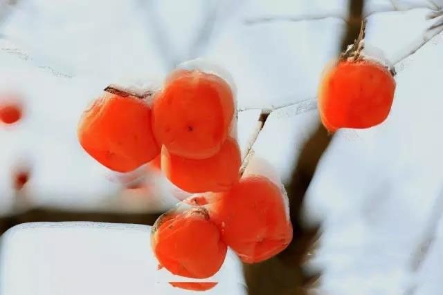 冬天的柿柿如意图片,冬天柿柿如意的图片