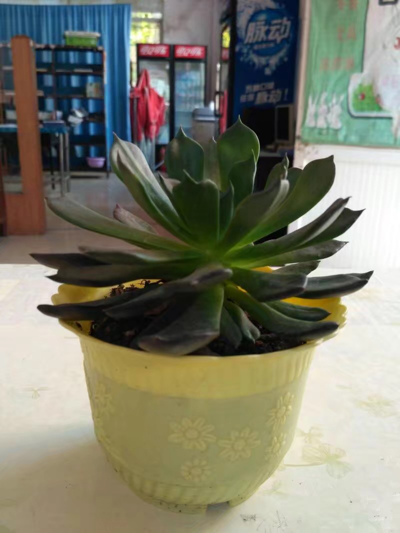 夏天也可以放心入手的多肉,夏天容易出状态的多肉