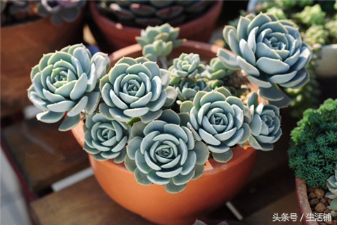 景天科1000种多肉植物图鉴,常见的景天科多肉植物的名称