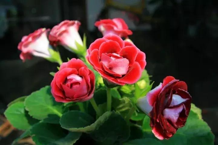 大岩桐花的养护方法图片及价格,大岩桐哪个颜色花最好看