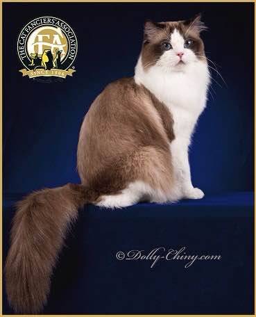 吸猫大赛第一名,吸猫大赛白喵