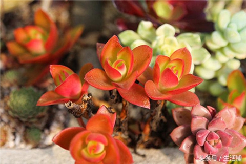 景天科1000种多肉植物图鉴,常见的景天科多肉植物的名称