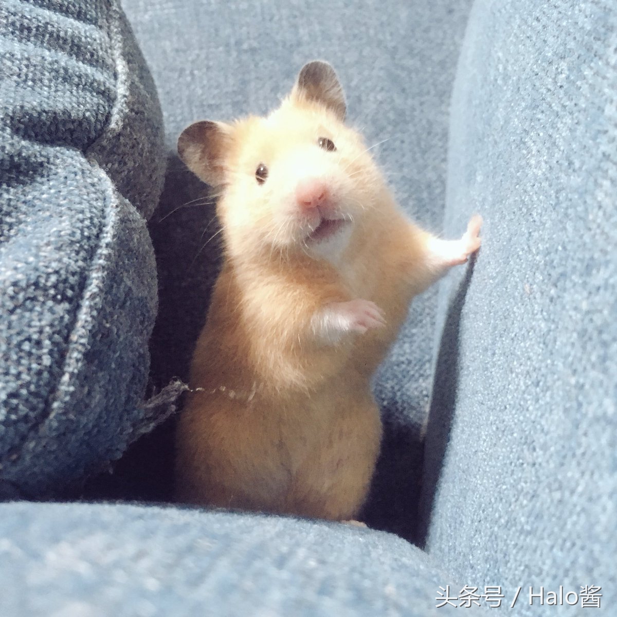 长大的金丝熊有多可爱都萌化了,金丝熊超可爱