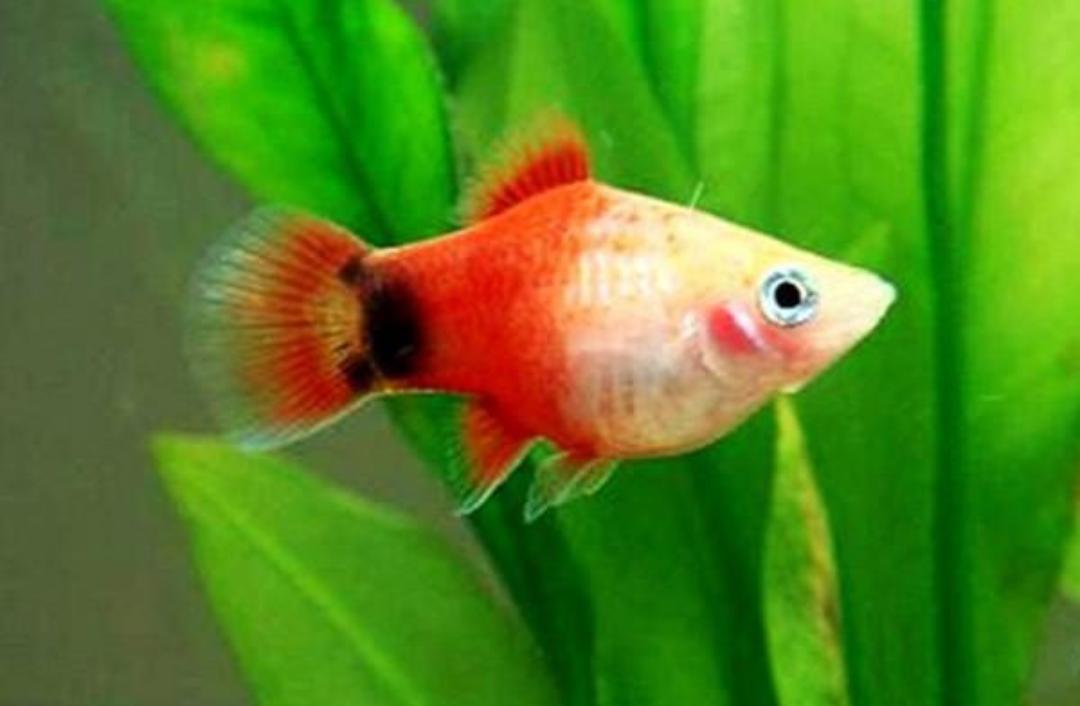 观赏鱼月光鱼图片,热带彩虹小型鱼观赏鱼