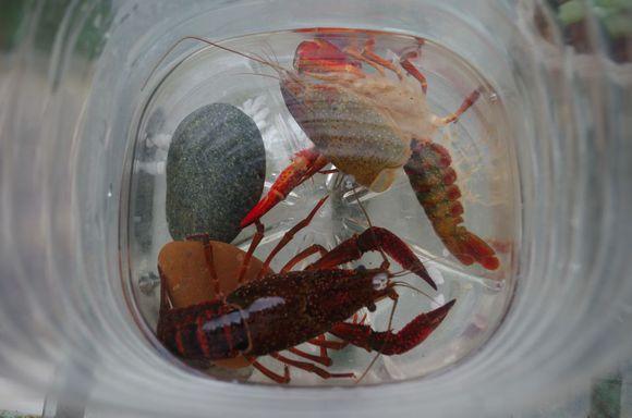 龙虾蜕壳需要什么环境,龙虾蜕壳要注意哪些