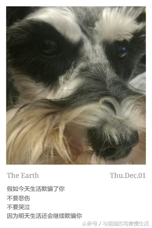 果太后的鸭梨官司——阿狼正传(三)