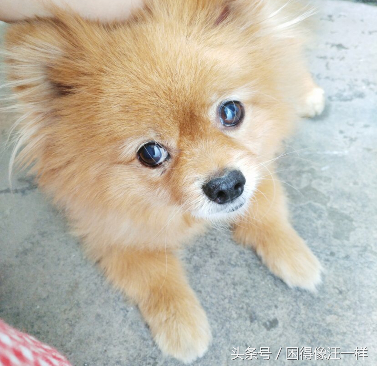 狗狗脚臭怎么办小妙招,狗狗脚臭怎么根除