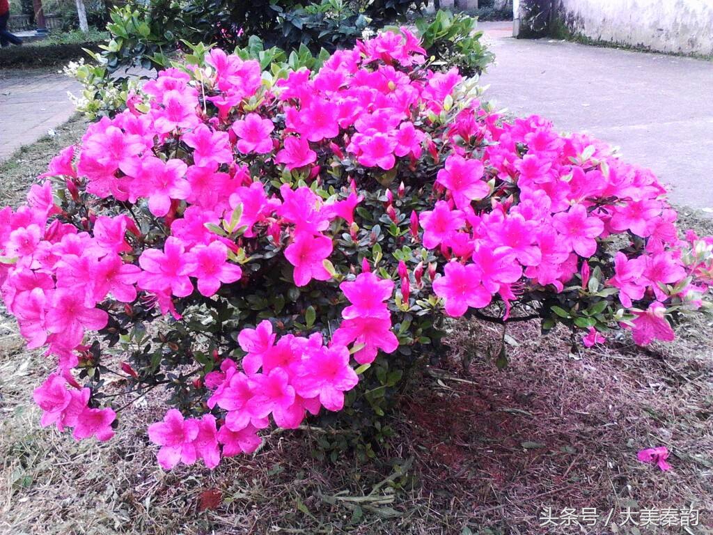 全国各地市花大全,各地市花是什么花