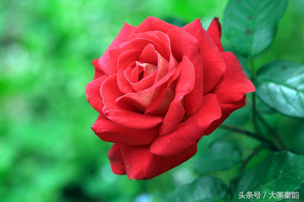 全国各地市花大全,各地市花是什么花