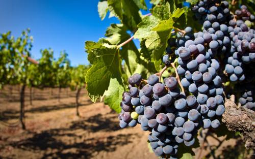 喝醉酒后难受头疼有什么缓解办法,酒后醒来头痛如何缓解