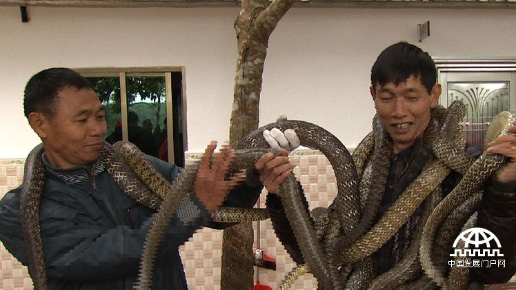 致富经:胆小小伙养蛇记