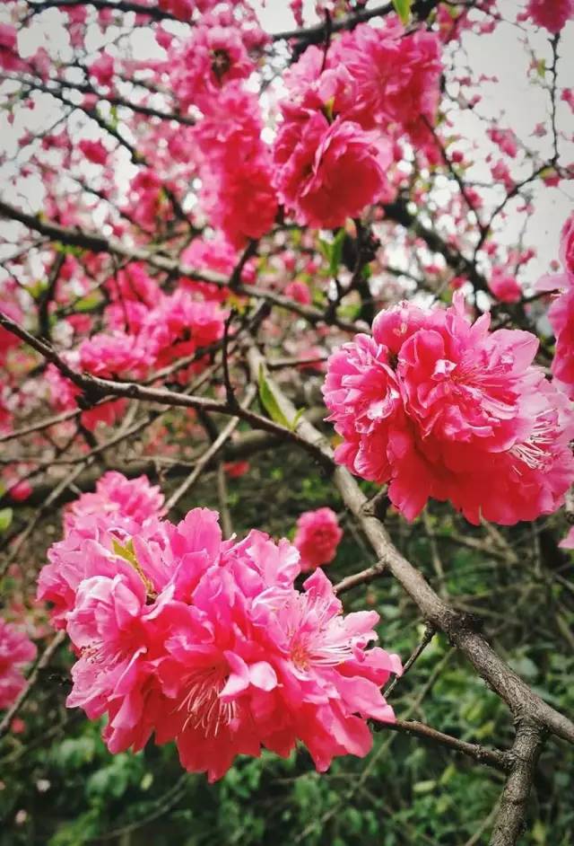 福利春季晒花大赛开始投票啦，价值万元好礼等你来拿！（后附石象湖门票中奖名单）