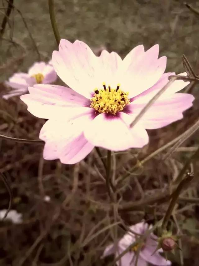 福利春季晒花大赛开始投票啦，价值万元好礼等你来拿！（后附石象湖门票中奖名单）