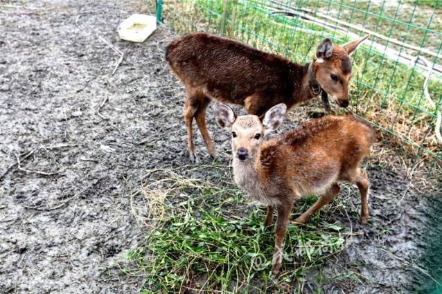 成都附近动物城,成都周边动物乐园