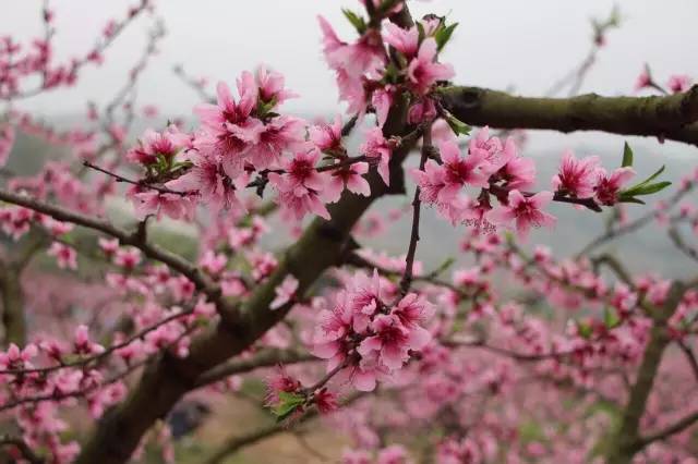 福利春季晒花大赛开始投票啦，价值万元好礼等你来拿！（后附石象湖门票中奖名单）
